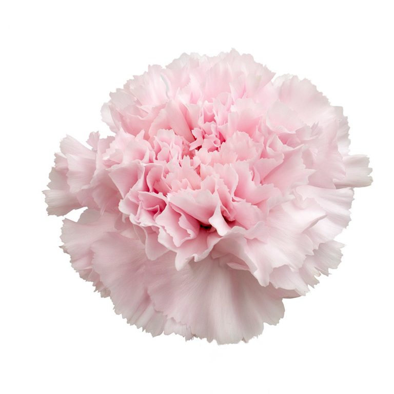 Dianthus Standard Archivi - FioriBelli® - Sito Ufficiale FioriBelli®